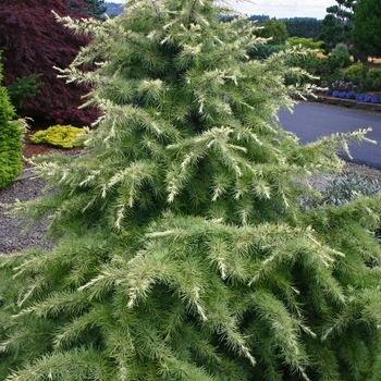 Cedrus deodara 'Snow Sprite' 