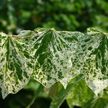 Cercis canadensis 'Floating Clouds' 