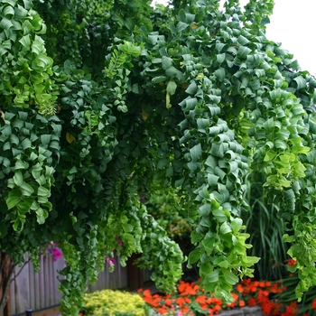 Robinia pseudoacacia 'Lace Lady' PP9771