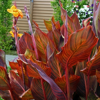 Canna 'Tropicana (Phasion)' 