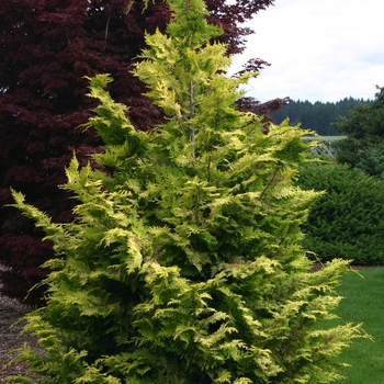 Chamaecyparis obtusa 'Goldilocks' 