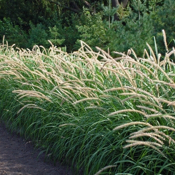 Pennisetum orientale 'Tall Tails' 