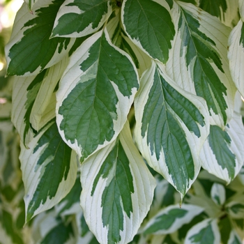 Cornus controversa 'Variegata' 