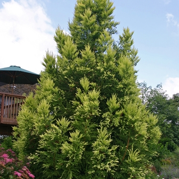 Cryptomeria japonica 'Sekkan Sugi' 