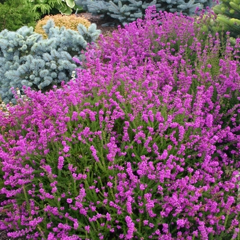 Erica cinerea 'Purple Bell'