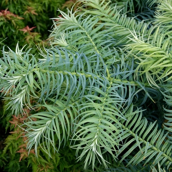 Cunninghamia glauca