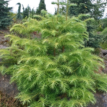 Cunninghamia lanciolata var. unicanalialiculata