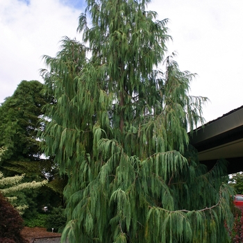 Cupressus cashmeriana