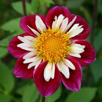 Dahlia 'Awaikoe'