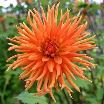 Dahlia 'Bed Head'