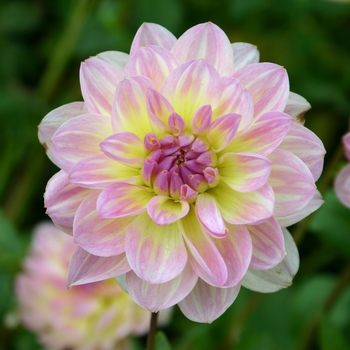 Dahlia 'Bliss'