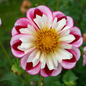 Dahlia 'Bumble Rumble' 