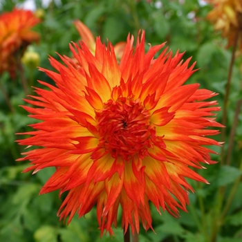 Dahlia 'Cheyenne'