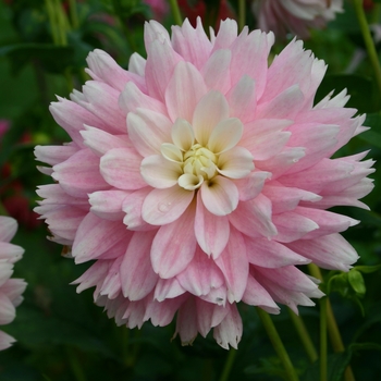 Dahlia 'Chilson's Pride'