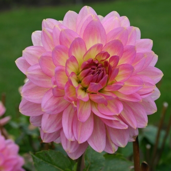 Dahlia 'China Doll'