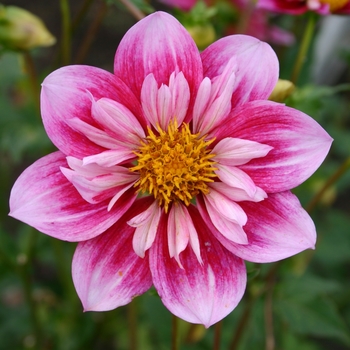 Dahlia 'Double Trouble' 