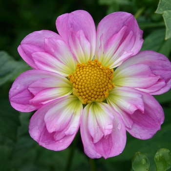 Dahlia 'Easter Bonnet' 