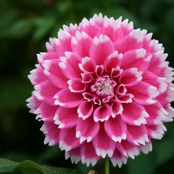 Dahlia 'Fuzzy Wuzzy'