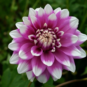 Dahlia 'Jean Marie'