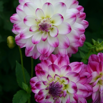 Dahlia 'Magically Dun' 