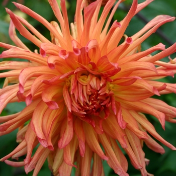 Dahlia 'Nutley Sunrise' 