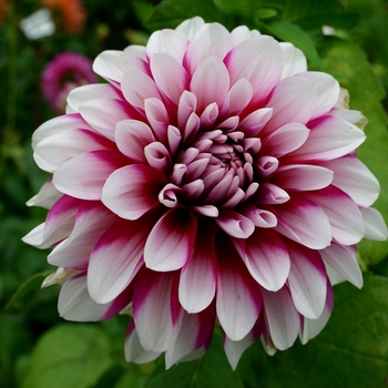 Dahlia 'Patches' 