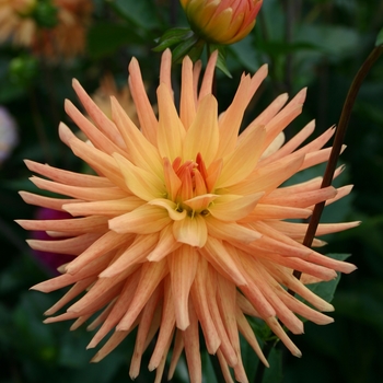 Dahlia 'Tropic Sun'