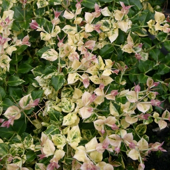 Damnacanthus 'Variegata'