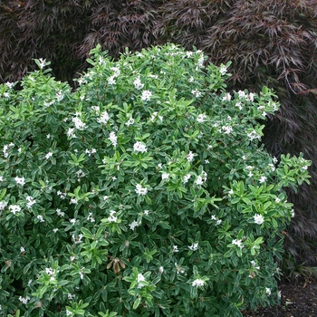 Daphne transylvanica 'Summer Ice' 