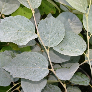 Fothergilla major 'Blue Shadow'