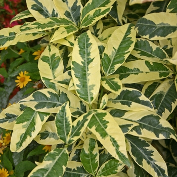 Gardenia jasminoides 'Variegata' 