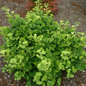 Ginkgo biloba 'Mariken'