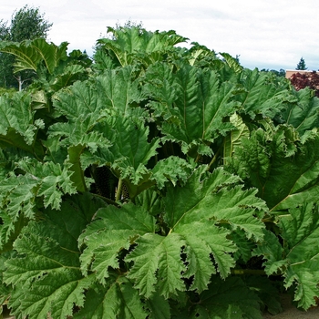 Gunnera tinctoria