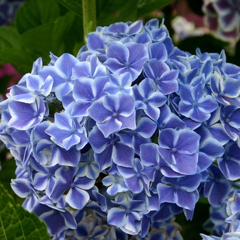 Hydrangea macrophylla 'Lady Taiko Blue' 