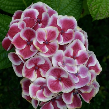 Hydrangea macrophylla 'Lady Taiko Pink' 