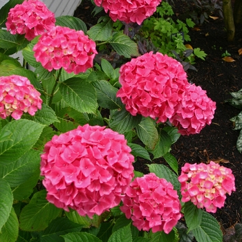 Hydrangea macrophylla 'Stratford' 