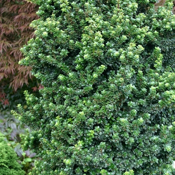 Ilex crenata 'Dwarf Pagoda'