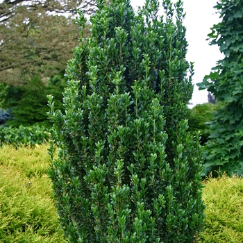 Ilex crenata 'Sky Pencil' 