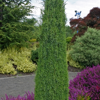 Juniperus communis 'Compressa'