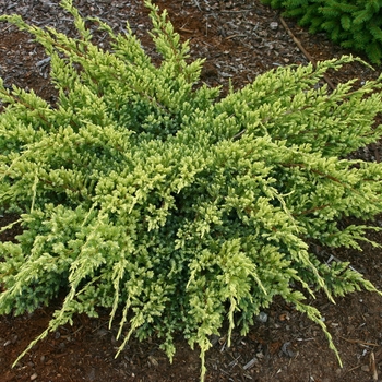 Juniperus squamata 'Dream Joy'