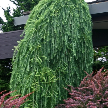 Larix decidua 'Pendula' 