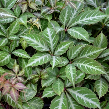 Parthenocissus henryana