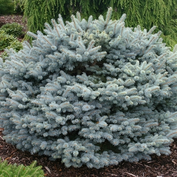 Picea pungens 'Globosa Nana' 