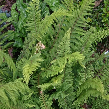 Polystichum setiferum 'Divisilobum'