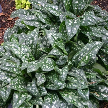 Pulmonaria 'Milky Way' 