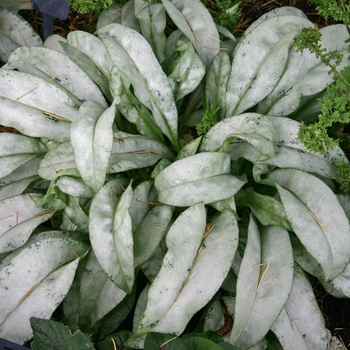 Pulmonaria 'Northern Lights' 