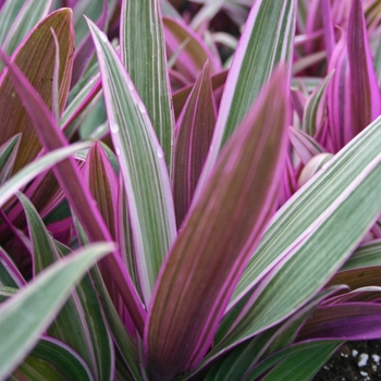 Tradescantia discolor