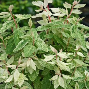 Spiraea x vanhouttei 'Pink Ice' 