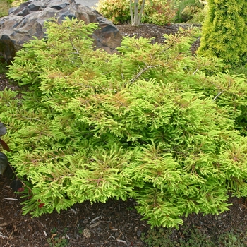 Taxodium distichum 'Secrest' 