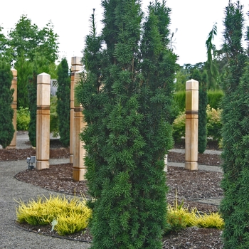 Taxus baccata 'Standishii'